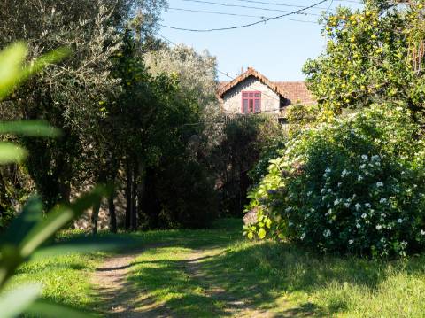 Quinta T6 com Projeto de Turismo Rural Aprovado em Portela Susã, Ponte de Lima
