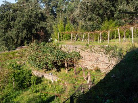 Quinta T6 com Projeto de Turismo Rural Aprovado em Portela Susã, Ponte de Lima
