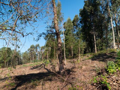 Quinta T6 com Projeto de Turismo Rural Aprovado em Portela Susã, Ponte de Lima
