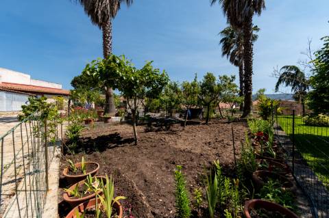 Quintinha V4 de 6017m2, tradicional, Ponte de Lima