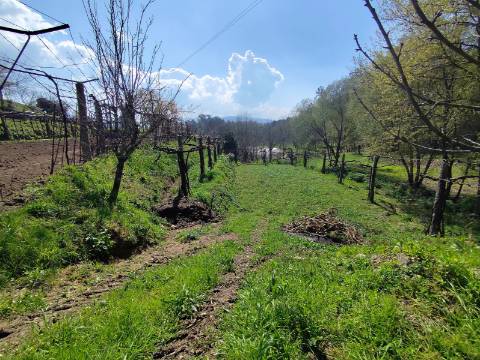 Terreno para construção em Oliveira