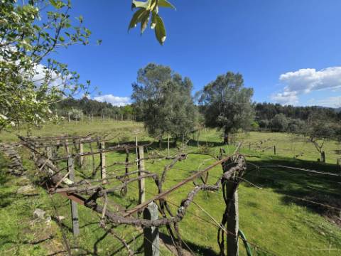 Quintinha em Gondoriz