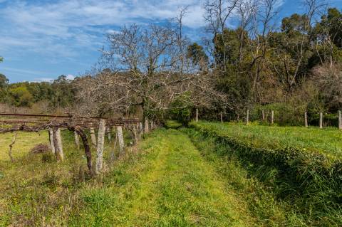 Quinta em Deocriste com 12 ha de terreno