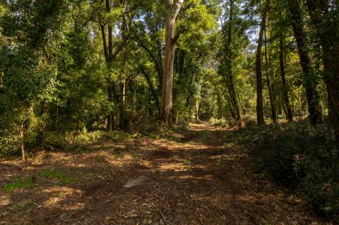 Quinta em Deocriste com 12 ha de terreno