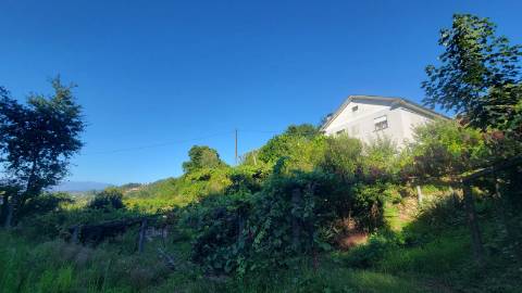 Quinta 10 min de Ponte de Lima com pomar e vinhedo