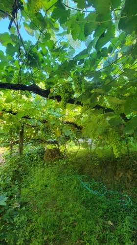 Quinta 10 min de Ponte de Lima com pomar e vinhedo