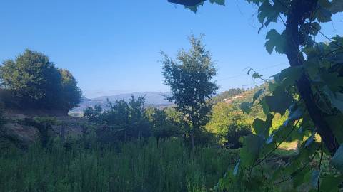 Quinta 10 min de Ponte de Lima com pomar e vinhedo