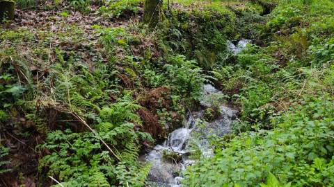 Quinta 10 min de Ponte de Lima com pomar e vinhedo