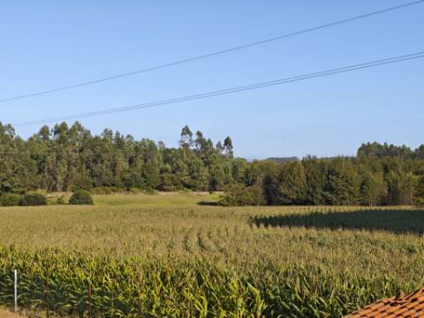 Terreno agrícola com várias possibilidades