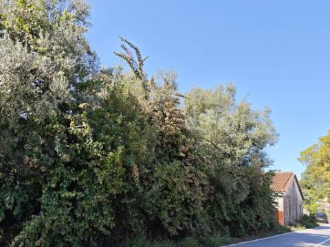 Moradia T4 com projecto aprovado