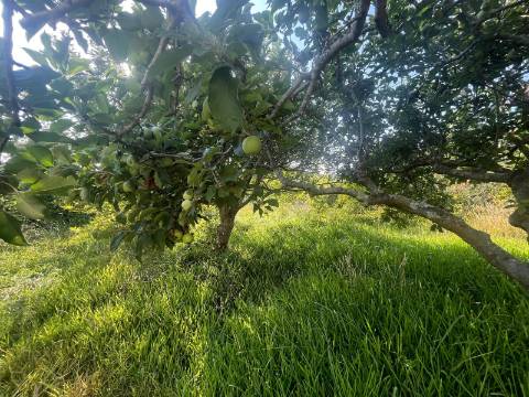 Moradia T4+1 no centro de Lanheses