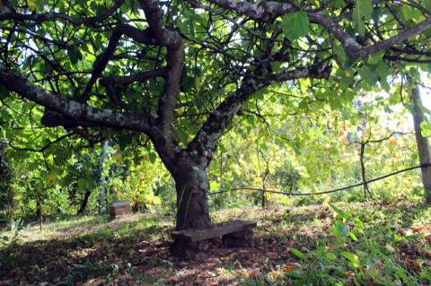 Quinta com Licença Agroindustrial à venda em Oliveira de Azeméis