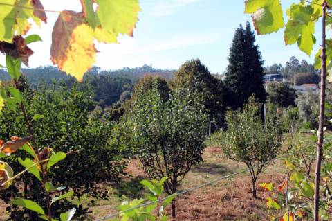 Quinta com Licença Agroindustrial à venda em Oliveira de Azeméis
