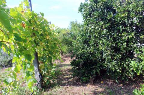 Quinta com Licença Agroindustrial à venda em Oliveira de Azeméis
