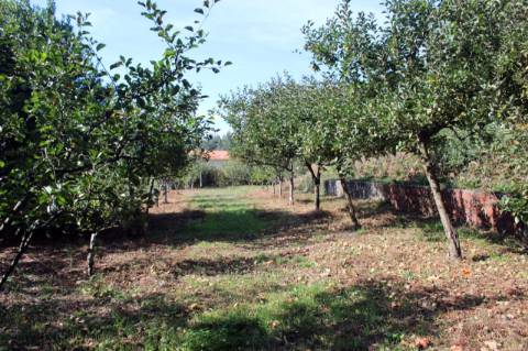 Quinta com Licença Agroindustrial à venda em Oliveira de Azeméis