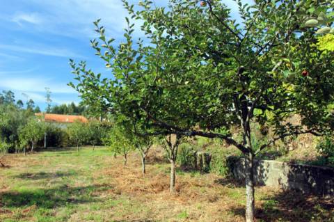 Quinta com Licença Agroindustrial à venda em Oliveira de Azeméis