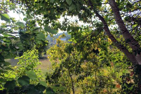 Quinta com Licença Agroindustrial à venda em Oliveira de Azeméis