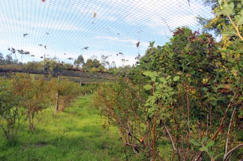 Quinta com Licença Agroindustrial à venda em Oliveira de Azeméis