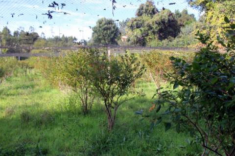 Quinta com Licença Agroindustrial à venda em Oliveira de Azeméis
