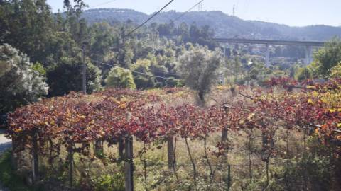 Terreno com projecto aprovado, moradia T3