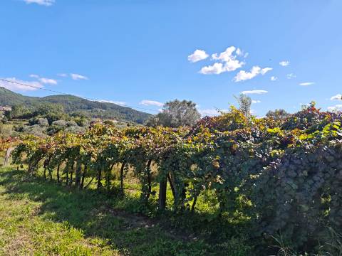 Nova construção T3 ou T4 em Labruja