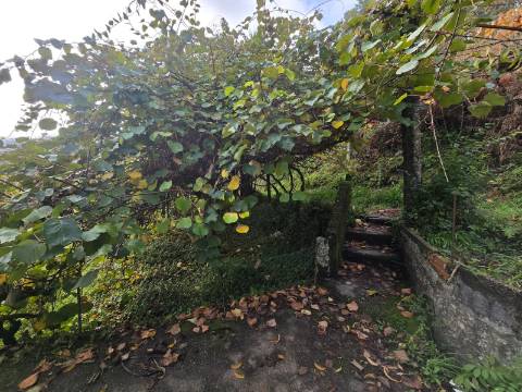 Quintinha T2 Prozelo