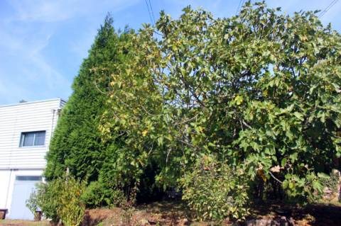 Pavilhão com melaria licenciada