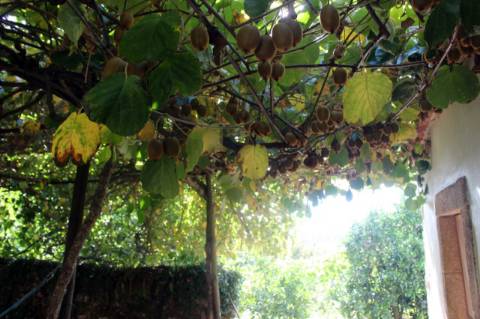 Quintinha com 2 moradias em pedra