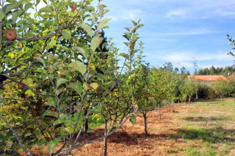 Quintinha com 2 moradias em pedra