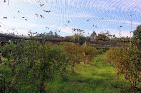 Quintinha com 2 moradias em pedra