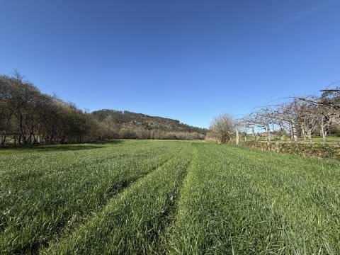 Quinta c/ Moradia V4 em Panque, Barcelos