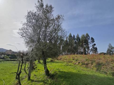 Terreno Urbanizável Couto