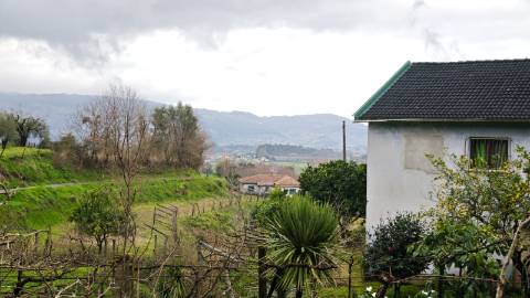 Quinta 10 min de Ponte de Lima com pomar e vinhedo