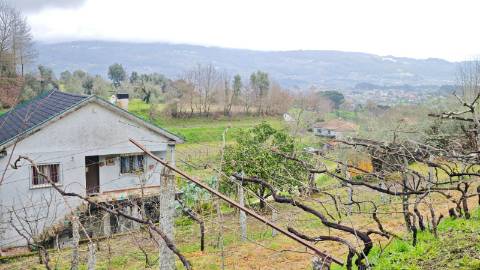 Quinta 10 min de Ponte de Lima com pomar e vinhedo