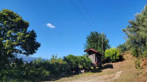 Quinta 10 min de Ponte de Lima com pomar e vinhedo