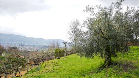 Quinta 10 min de Ponte de Lima com pomar e vinhedo
