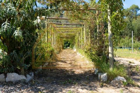 Fantástica Moradia T3 de arquitetura tradicional, num lote de 15.560m2