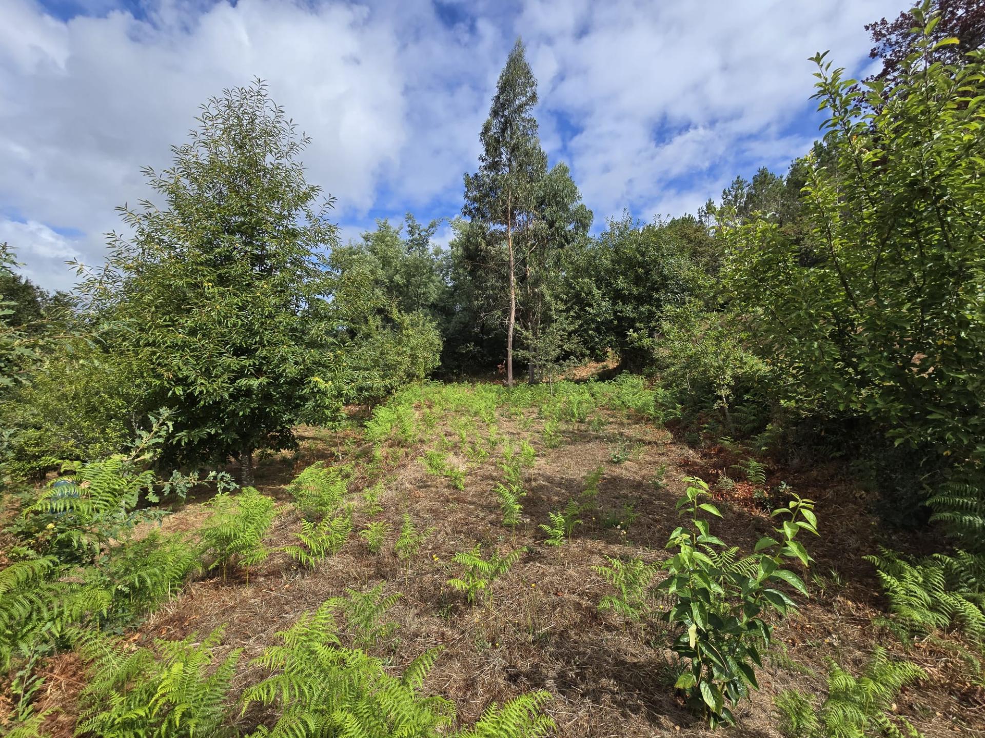 Terreno