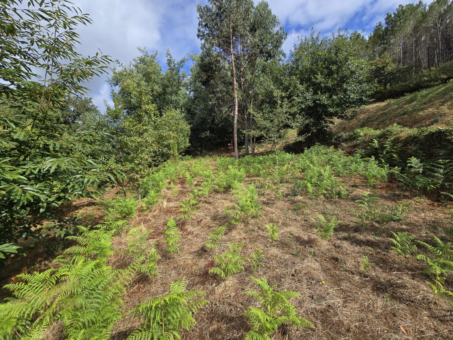 Terreno