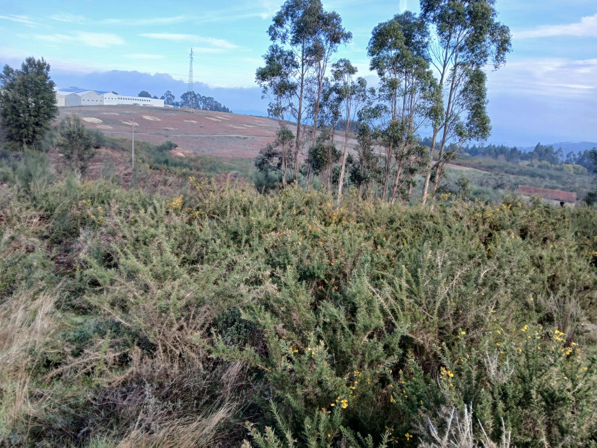 Terreno Industrial (95.656 m²) em Localização Estratégica em Lousada