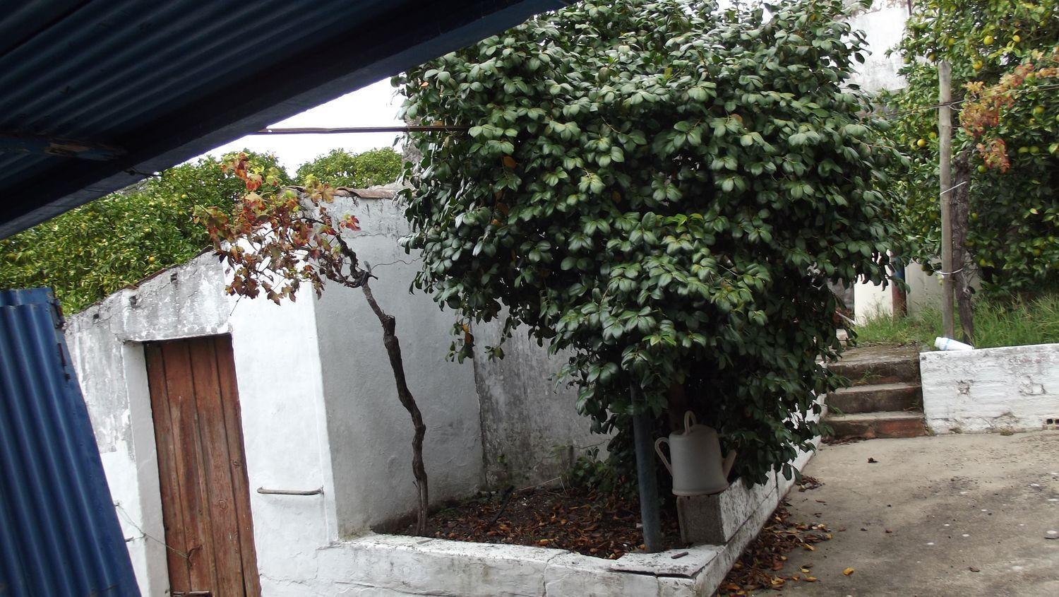 Moradia Térrea | Restaurar | Chamusca