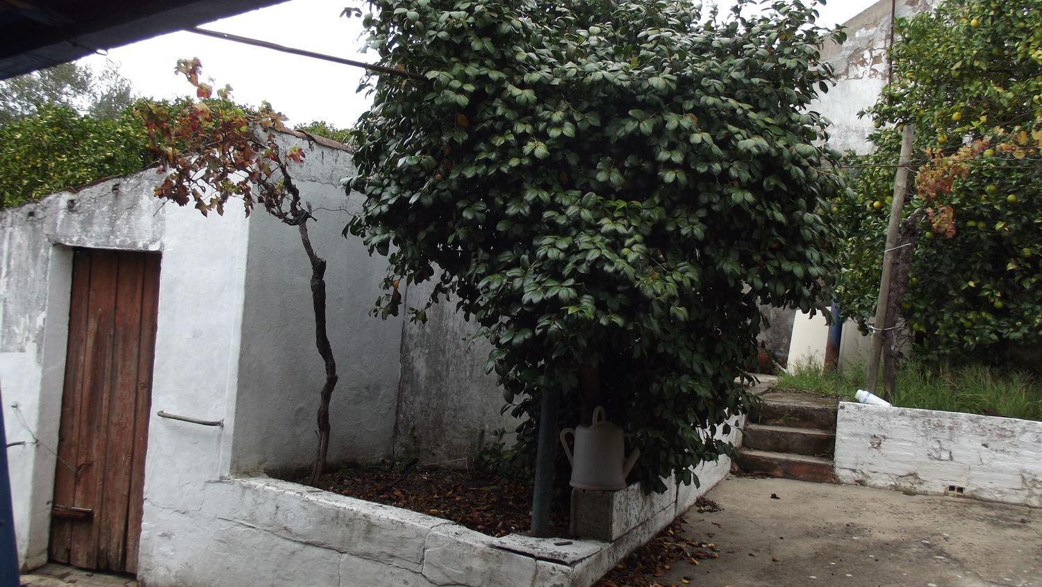 Moradia Térrea | Restaurar | Chamusca
