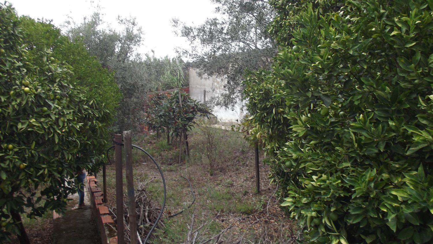 Moradia Térrea | Restaurar | Chamusca