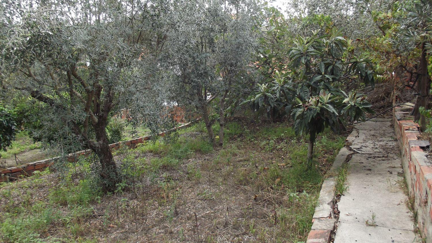 Moradia Térrea | Restaurar | Chamusca
