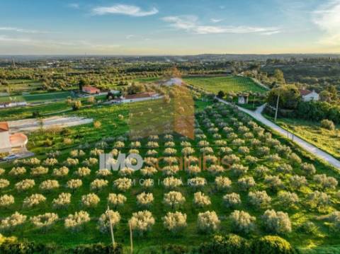 Terreno em Vale da Pinta, Cartaxo