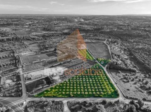 Terreno em Vale da Pinta, Cartaxo