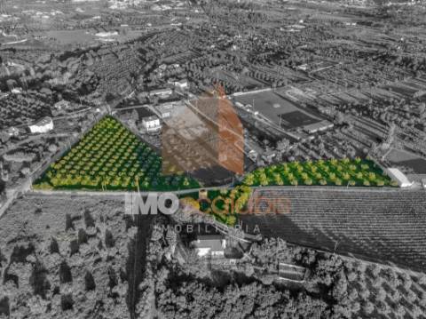 Terreno em Vale da Pinta, Cartaxo