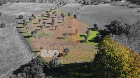 Terreno Situado na Azoia de Baixo