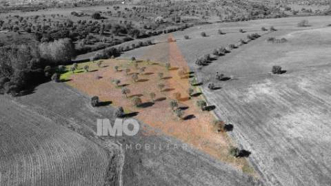 Terreno Situado na Azoia de Baixo