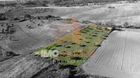 Terreno Situado em D. Belida, com 7400m² 